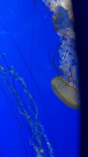 Blue jellyfish photo used as a visual anchor for the art project.